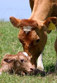 Maleny Dairies - SA Accommodation 7
