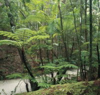 Fraser Island Great Walk - SA Accommodation