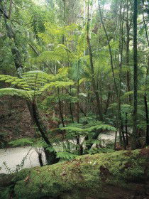 Fraser Island Great Walk - SA Accommodation 0