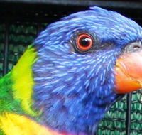 Fraser Coast Wildlife Sanctuary - SA Accommodation