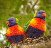 Blue Mountain Park - SA Accommodation