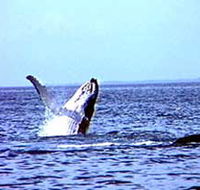 Whale Watching - SA Accommodation