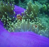 The Lady Bowen Dive Site - SA Accommodation