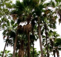 Palm Tree Creek - SA Accommodation