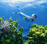 Wheeler Reef Dive Site - SA Accommodation