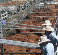 Dalrymple Sales Yards - Cattle Sales - SA Accommodation