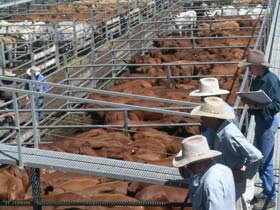 Dalrymple Sales Yards - Cattle Sales - SA Accommodation 0
