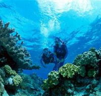 Coral Gardens Dive Site - SA Accommodation