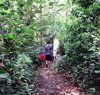 Malanda Falls Rainforest Walk Malanda Falls Conservation Park - SA Accommodation