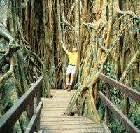 Curtain Fig Tree - SA Accommodation