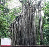 Curtain Fig National Park - SA Accommodation