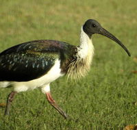 Toowoomba Bicentennial Waterbird Habitat - SA Accommodation