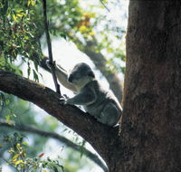 Daisy Hill Conservation Park - SA Accommodation