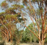 Myall Park Botanic Garden - SA Accommodation