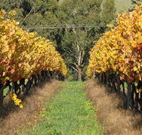 Wild Dog Winery  Restaurant - SA Accommodation
