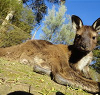 Ballarat Wildlife Park - SA Accommodation