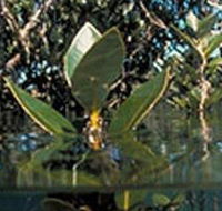 Jawbone Marine Sanctuary - SA Accommodation