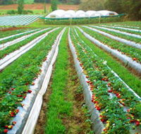 Kookaberry Strawberry Farm - SA Accommodation