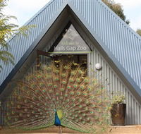 Halls Gap Zoo - SA Accommodation