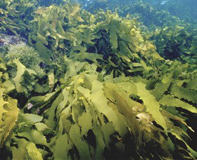 Barwon Bluff Marine Sanctuary - SA Accommodation 0