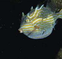 Mushroom Reef Marine Sanctuary - SA Accommodation
