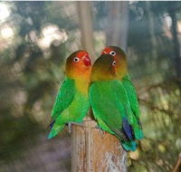 Ballarat Bird World - SA Accommodation