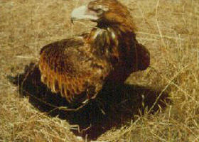 Long Forest Nature Conservation Reserve - SA Accommodation 0