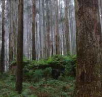 Kinglake National Park - SA Accommodation