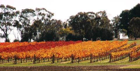 Stanton And Killeen Wines - SA Accommodation 2