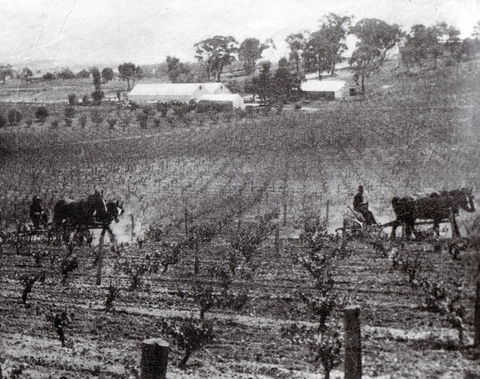 Stanton And Killeen Wines - SA Accommodation 10