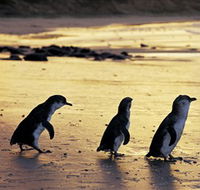 Phillip Island Nature Park - SA Accommodation