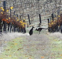 Blue Pyrenees Estate - SA Accommodation