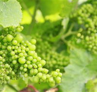Waratah Hills Vineyard - SA Accommodation