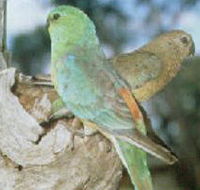 Lake Albacutya Regional Park - SA Accommodation