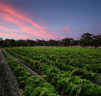 Amherst Winery - SA Accommodation