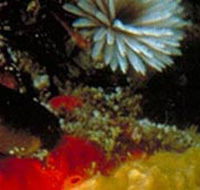 Point Cooke Marine Sanctuary - SA Accommodation