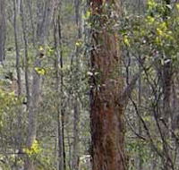 Heathcote-Graytown National Park - SA Accommodation