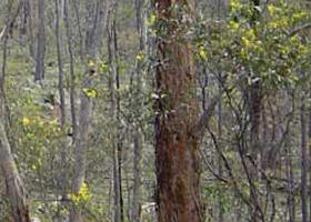 Heathcote-Graytown National Park - SA Accommodation 0