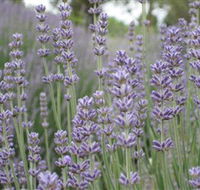 Warratina Lavender Farm - SA Accommodation
