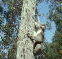 Creswick Regional Park - SA Accommodation