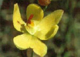 Langwarrin Flora And Fauna Reserve - SA Accommodation 0