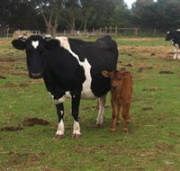 Animal Land Children's Farm - SA Accommodation