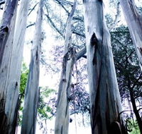 Dandenong Ranges National Park - SA Accommodation