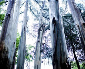 Dandenong Ranges National Park - SA Accommodation 0