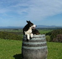 Windy Ridge Vineyard and Winery - SA Accommodation