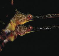 Eagle Rock Marine Sanctuary - SA Accommodation