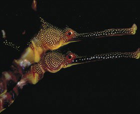 Eagle Rock Marine Sanctuary - SA Accommodation 0