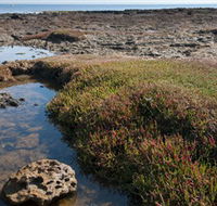 Ricketts Point Marine Sanctuary - SA Accommodation