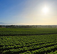 GREENSTONE VINEYARDS - SA Accommodation