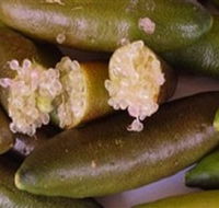 Sandy Creek Olives and Finger Limes - SA Accommodation